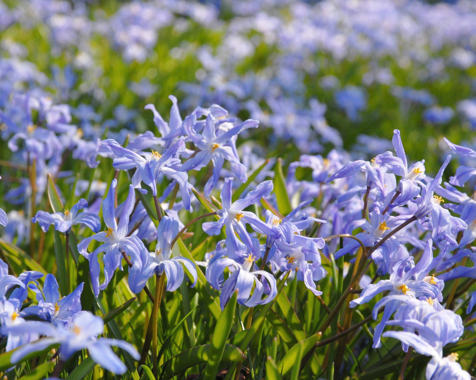 Flower BulbsLuciliae Bulbs UK - 2