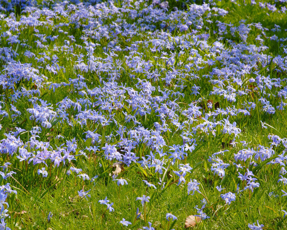 Flower BulbsLuciliae Bulbs UK - 3