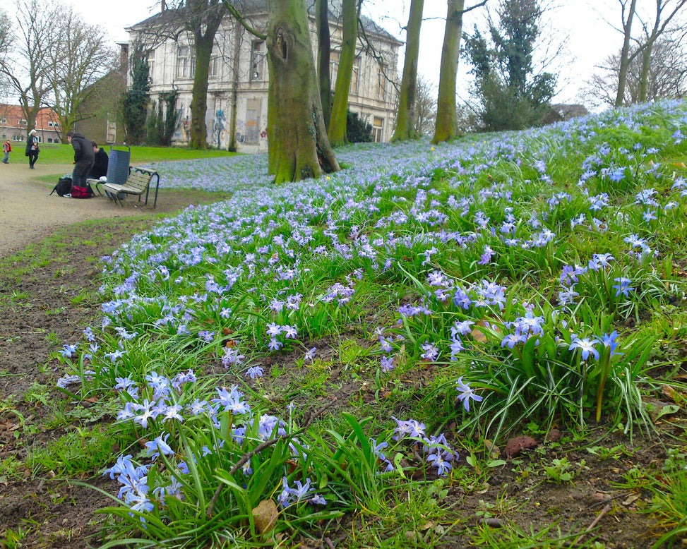 Flower BulbsLuciliae Bulbs UK - 5