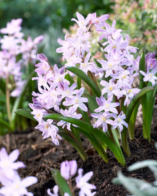 Chionodoxa 'Pink Giant' Chionodoxa 'Pink Giant'