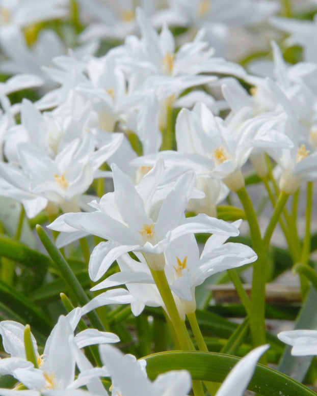 Chionodoxa 'Alba'