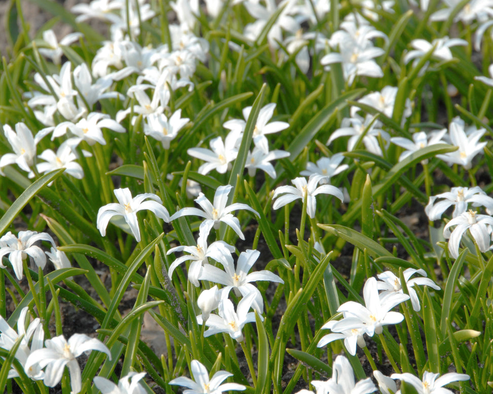 Chionodoxa 'Alba'