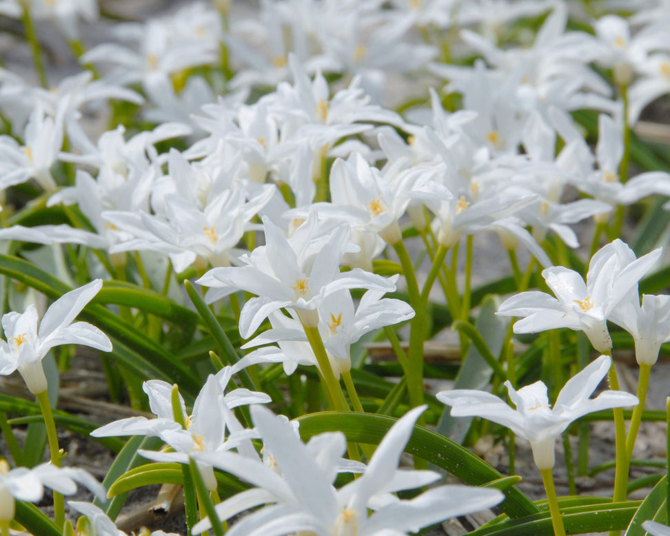 Chionodoxa 'Alba'