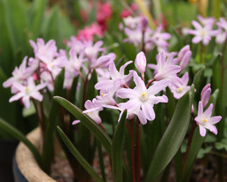 Chionodoxa 'Pink Giant' Chionodoxa 'Pink Giant'