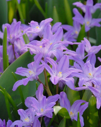 Chionodoxa 'Violet Beauty' Chionodoxa 'Violet Beauty'