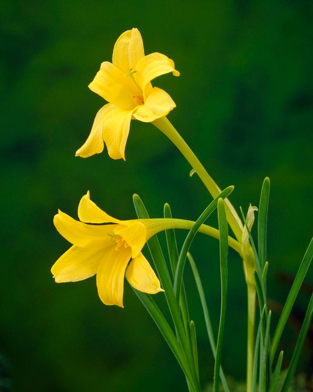 Chlidanthus fragrans