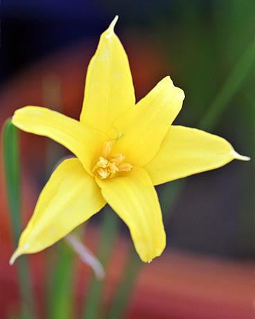 Chlidanthus fragrans