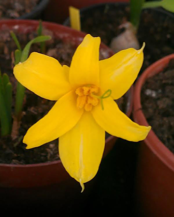 Chlidanthus fragrans