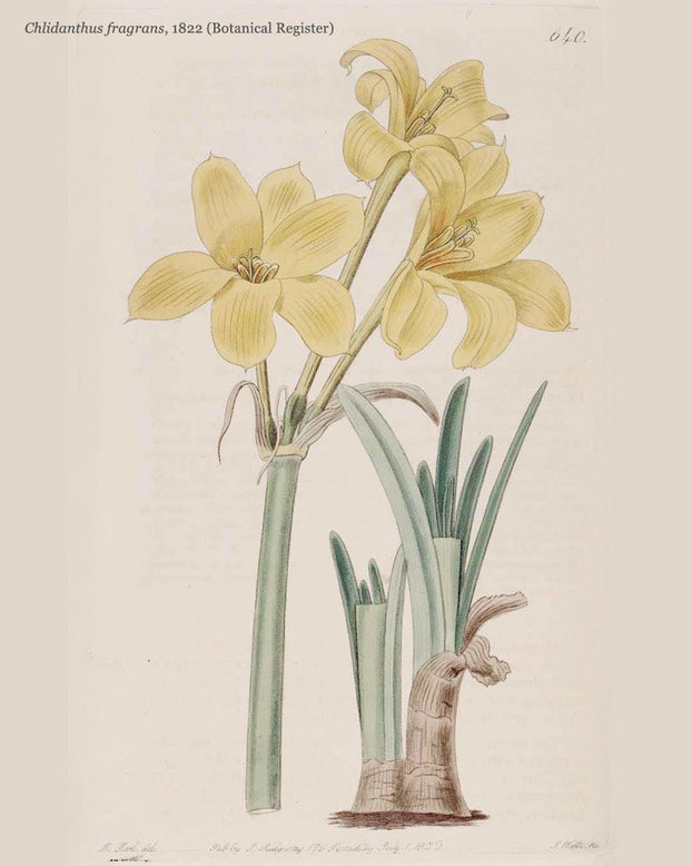 Chlidanthus fragrans