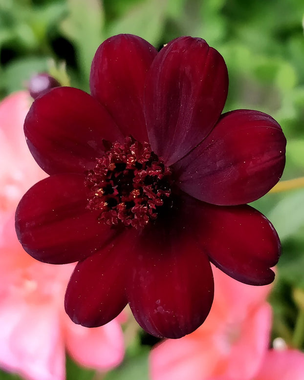 Cosmos atrosanguineus 'Chocamocha'