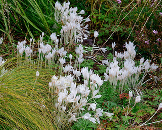 Colchicum 'Album' Colchicum 'Album'