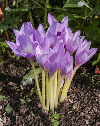 Colchicum 'Giant' Colchicum 'Giant'