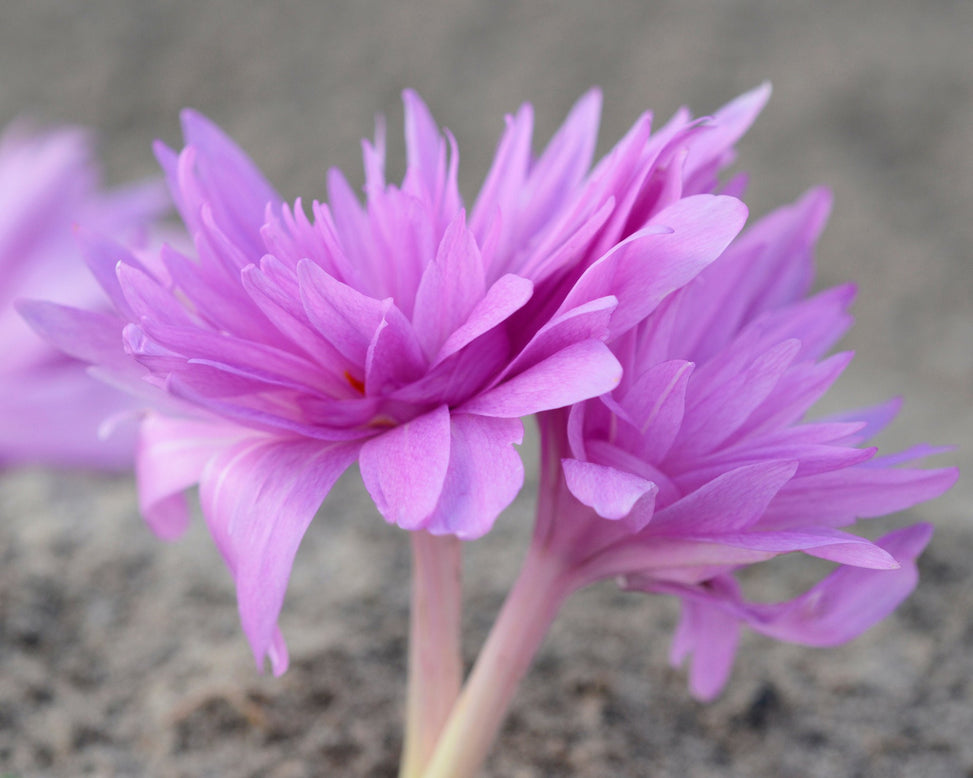 Flower BulbsWater Lily Bulbs UK - 2