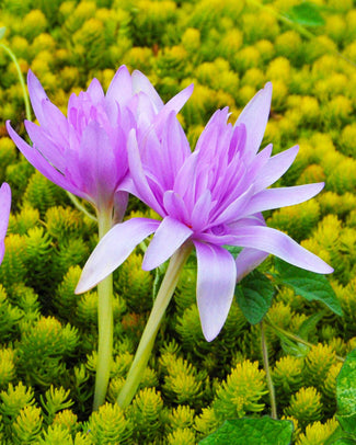Colchicum 'Water Lily' Flower BulbsWater Lily Bulbs UK - 1