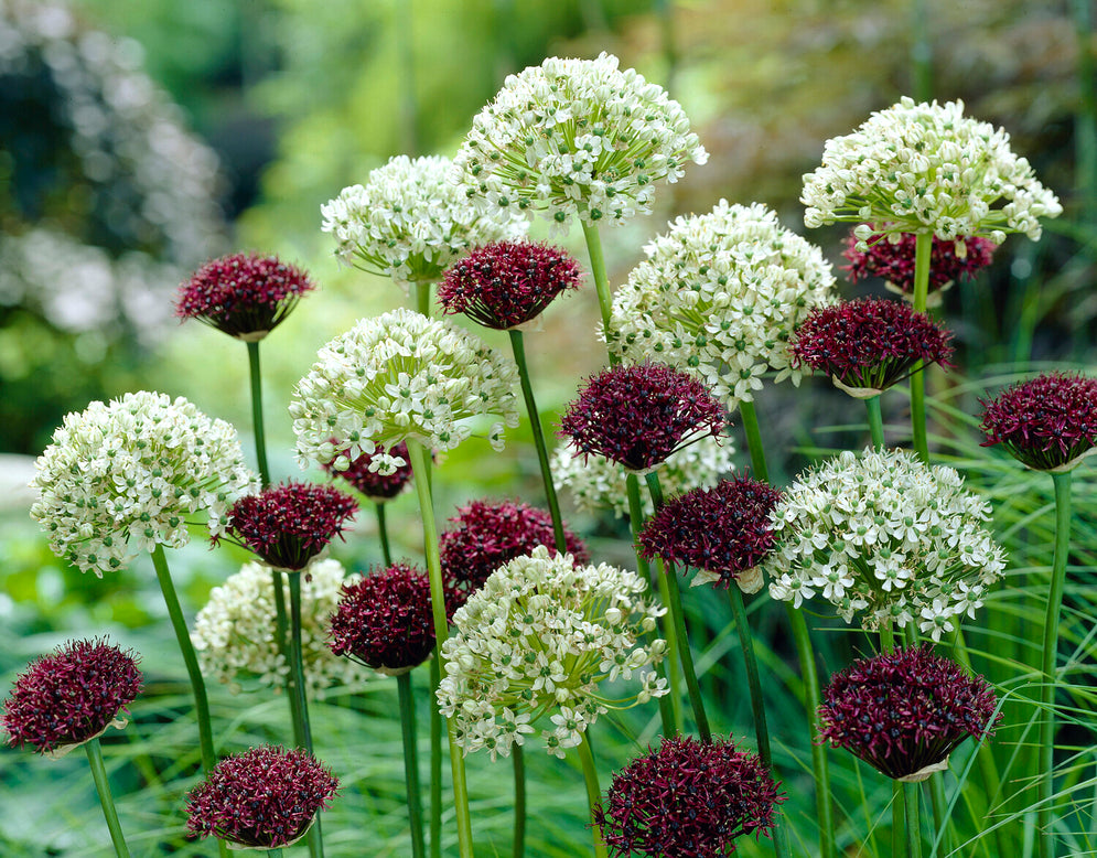 Allium collection 'Abbey Road'