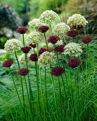Allium collection 'Abbey Road' Allium collection 'Abbey Road'