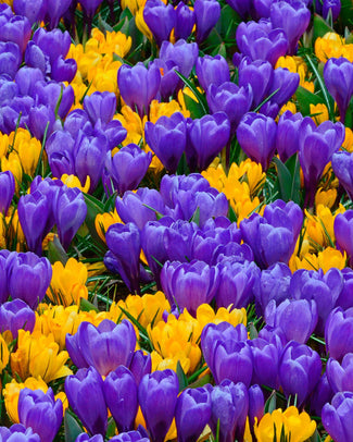 Crocus collection 'Del Piero' Crocus collection 'Del Piero'