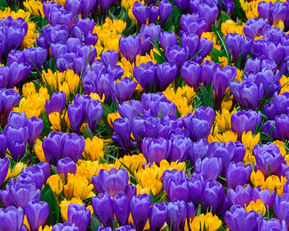 Crocus collection 'Del Piero' Crocus collection 'Del Piero'