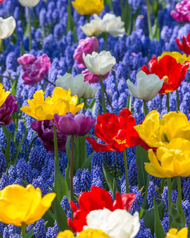 Collection 'Floating Doubles'