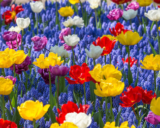 Collection 'Floating Doubles' Collection 'Floating Doubles'