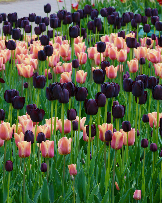 Tulip collection 'Night & Day'