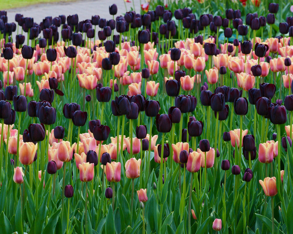 Tulip collection 'Night & Day'