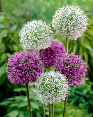 Allium collection 'Perfect Partners' Allium collection 'Perfect Partners'