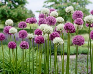 Allium collection 'Perfect Partners' Allium collection 'Perfect Partners'