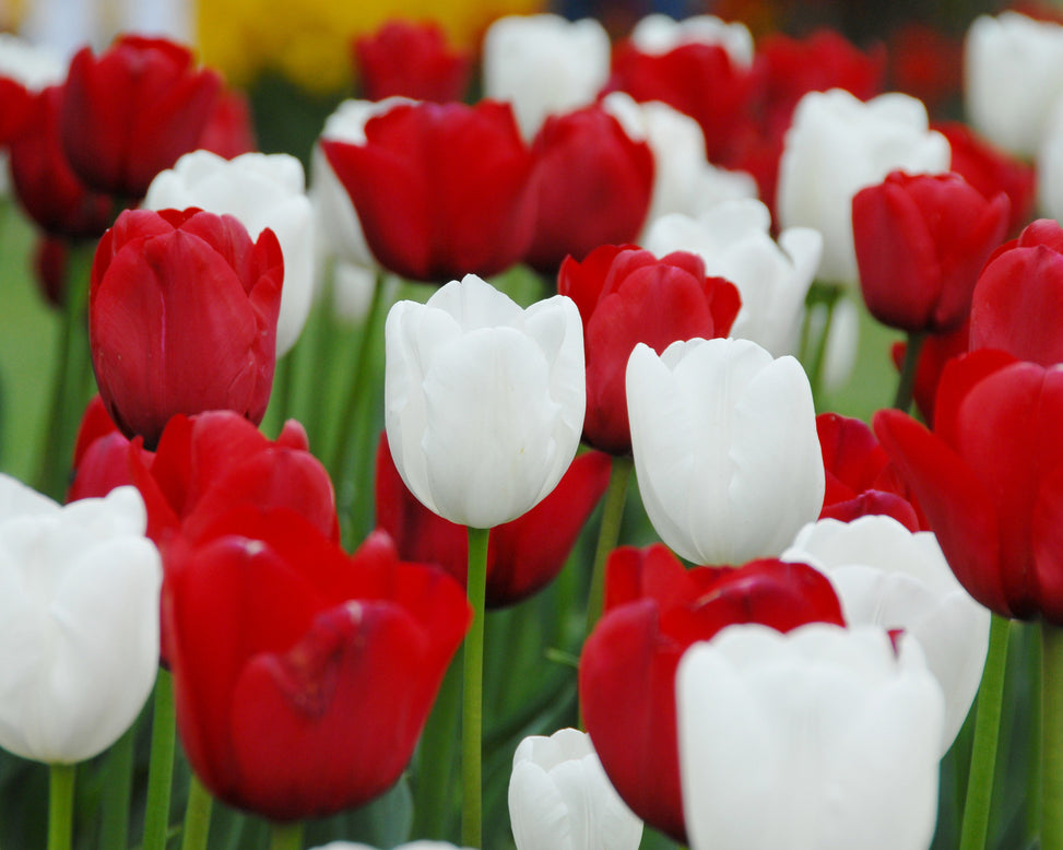 Tulip collection 'Royal Style'