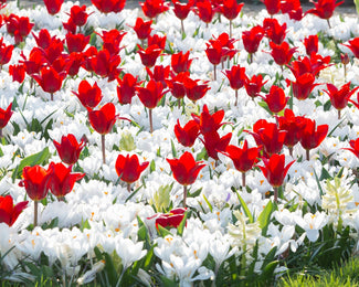 Collection 'Penny Lane' Collection 'Penny Lane'