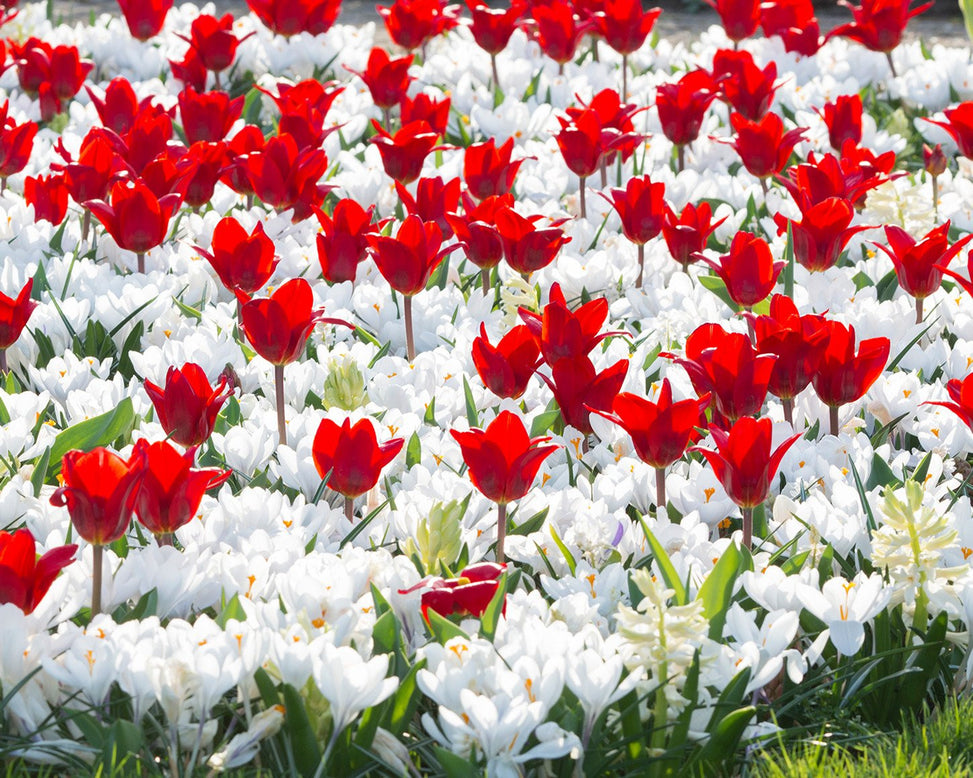 Collection 'Penny Lane'