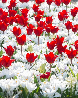 Collection 'Penny Lane' Collection 'Penny Lane'