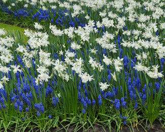 Collection 'Iced Splendour' Collection 'Iced Splendour'