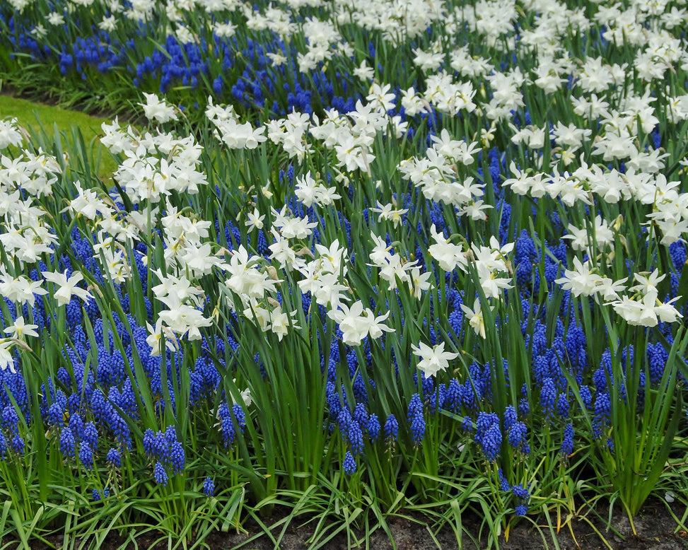 Collection 'Iced Splendour'