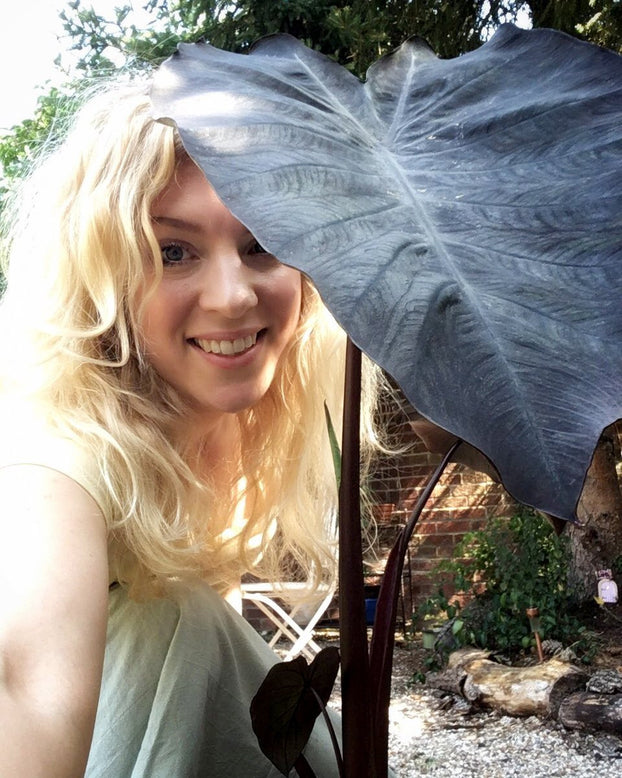 Colocasia 'Black Magic'