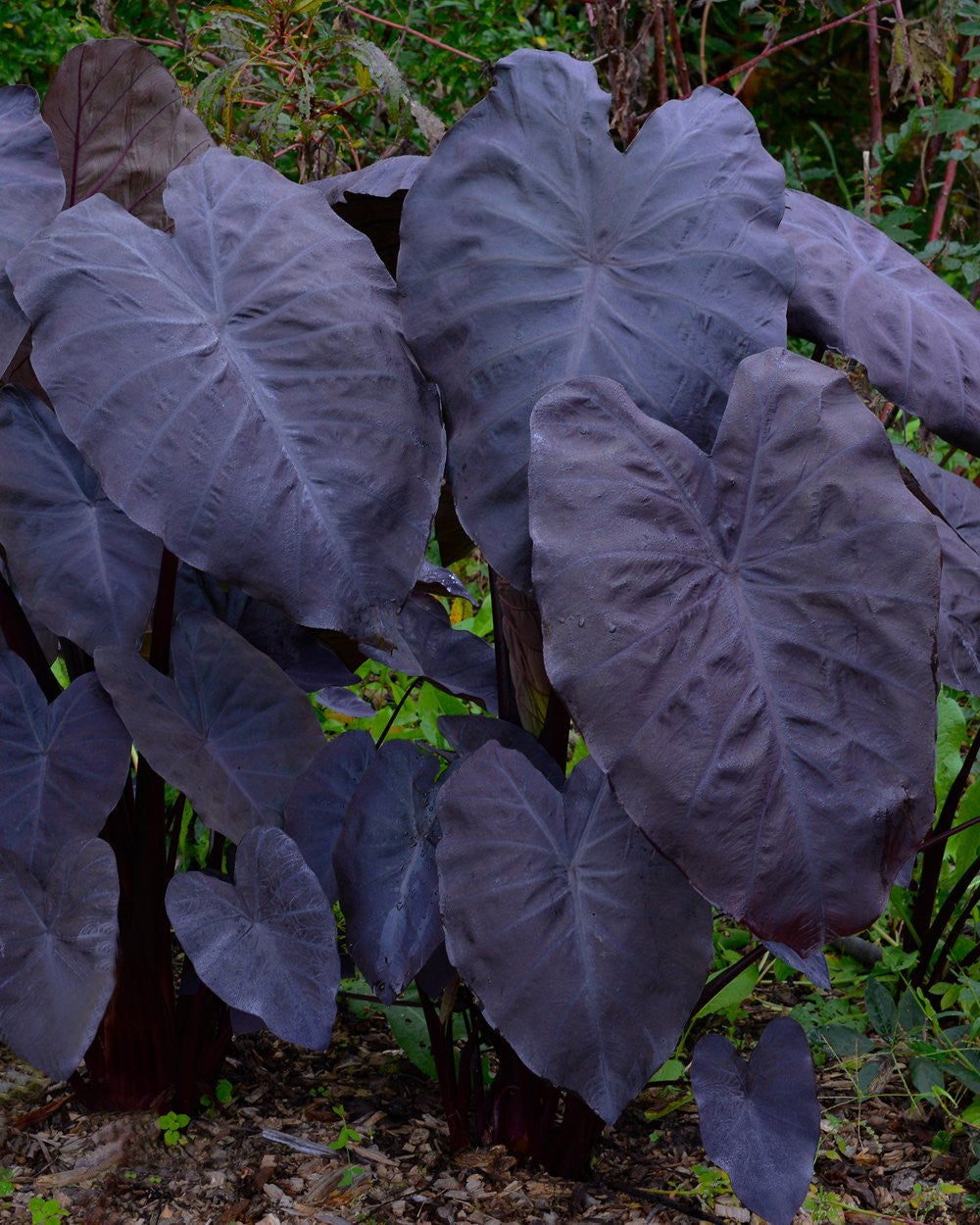 black elephant ear plant uk Colocasia esculenta 'Black Magic' Bulbs