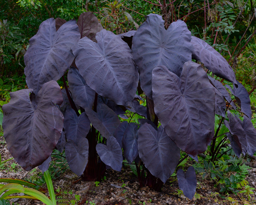 Colocasia 'Black Magic'