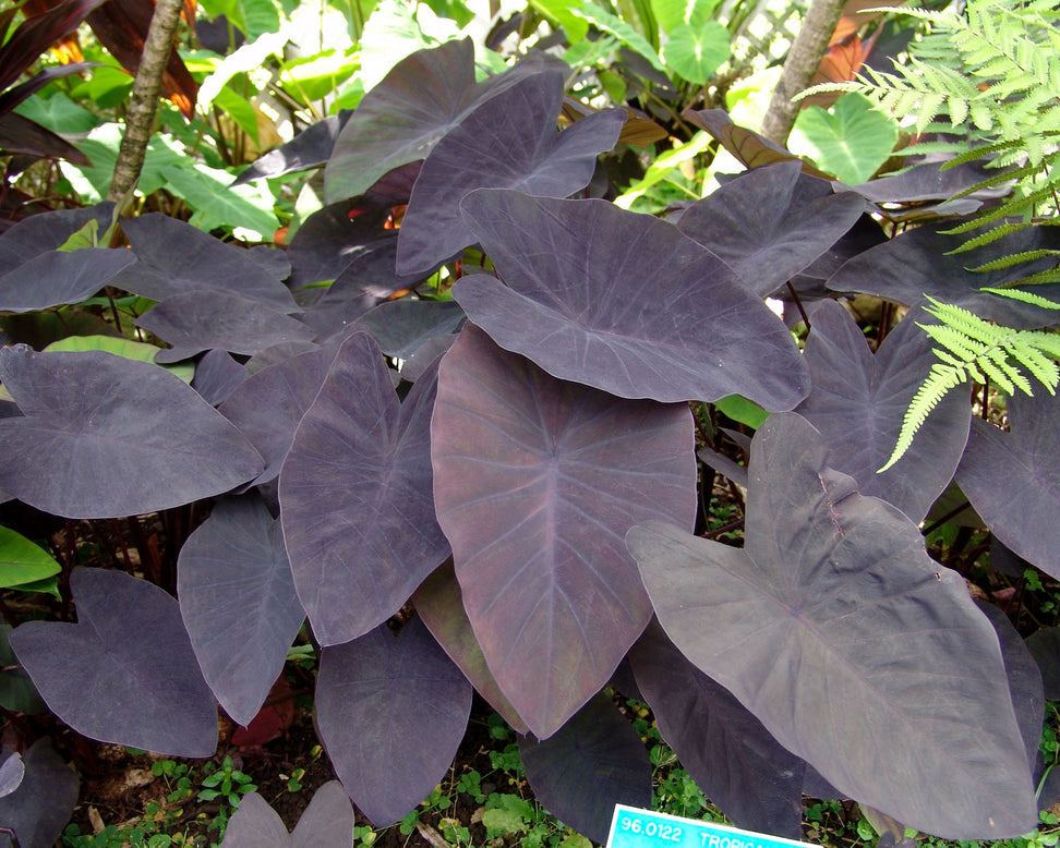 Colocasia 'Black Magic'