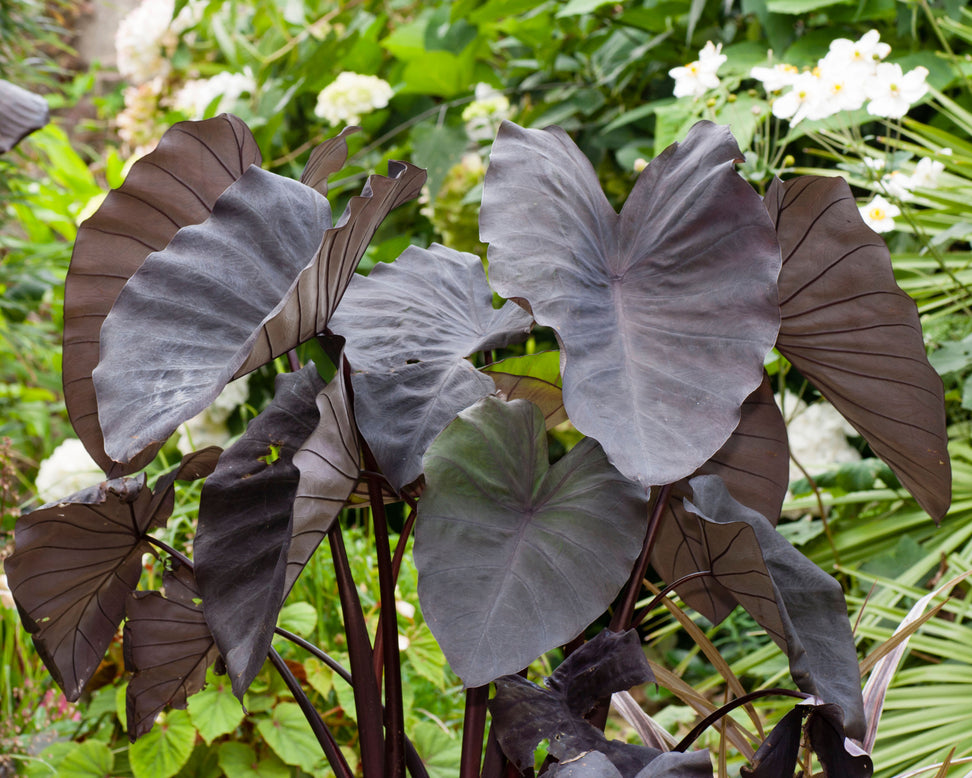 Colocasia 'Black Magic'