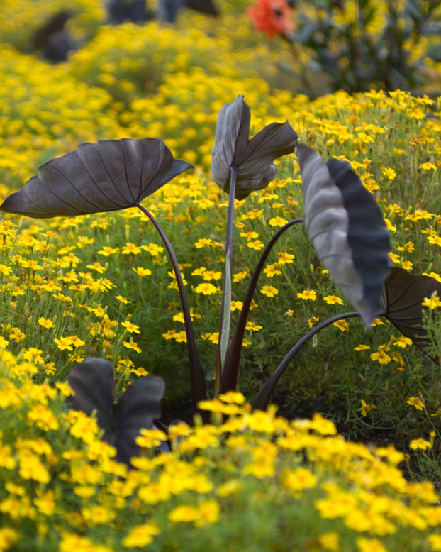 Colocasia 'Black Magic'