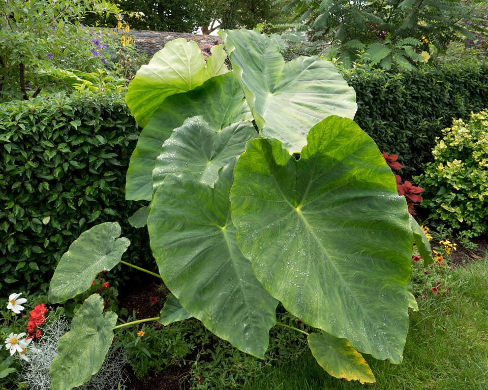 Colocasia esculenta