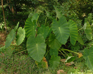 Colocasia esculenta Colocasia esculenta