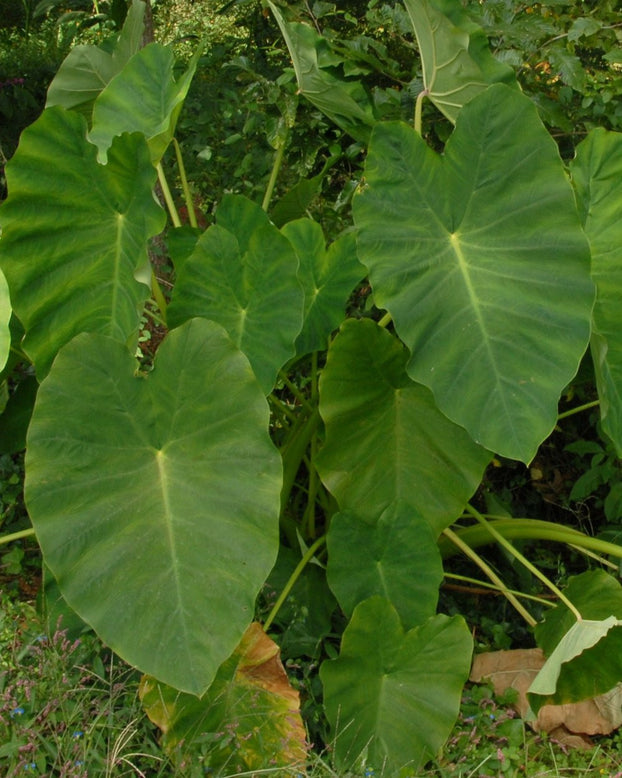 Colocasia esculenta