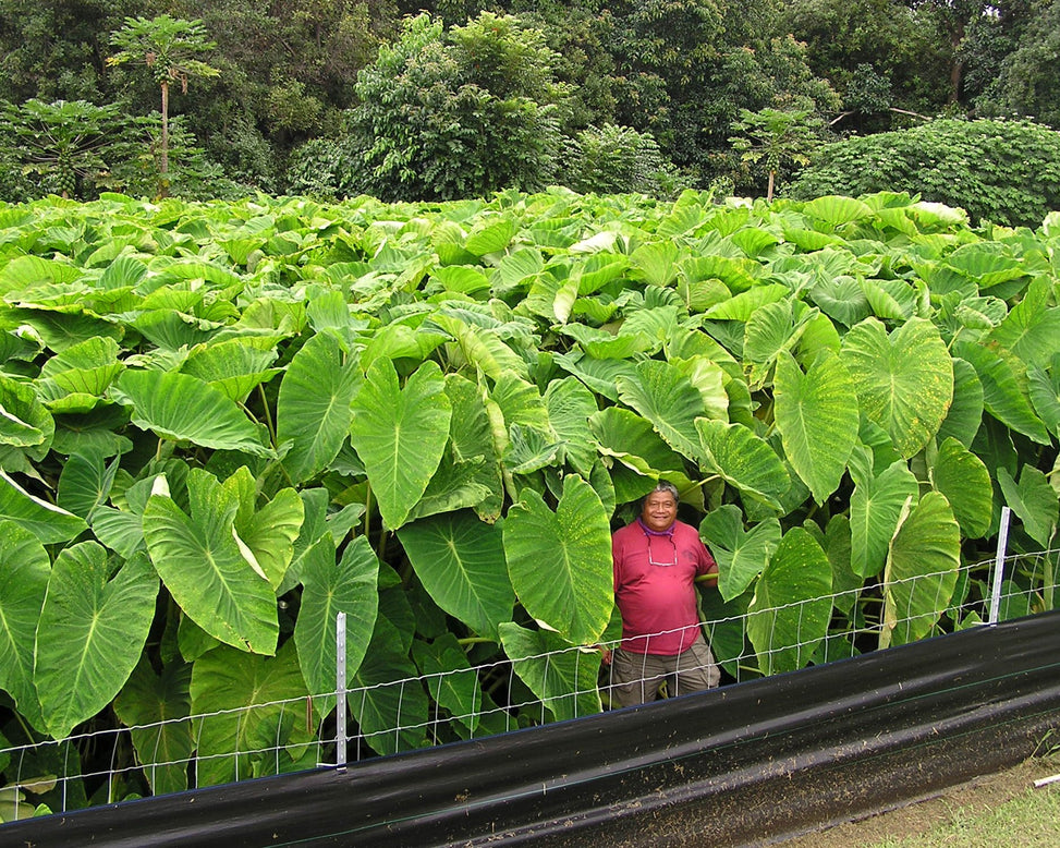 Colocasia esculenta
