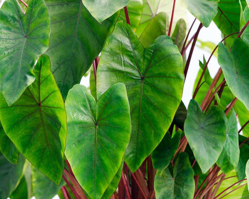 Colocasia 'Hawaiian Punch'