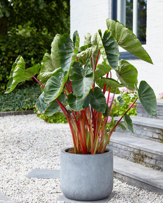 Colocasia 'Hawaiian Punch' Colocasia 'Hawaiian Punch'