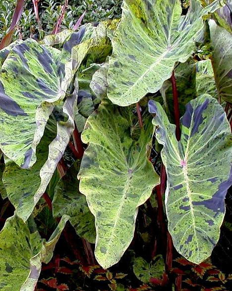Colocasia 'Mojito'