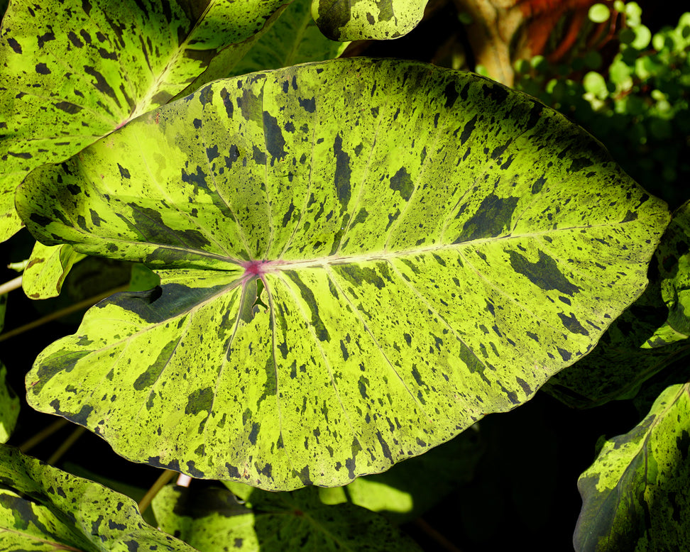 Colocasia 'Mojito'