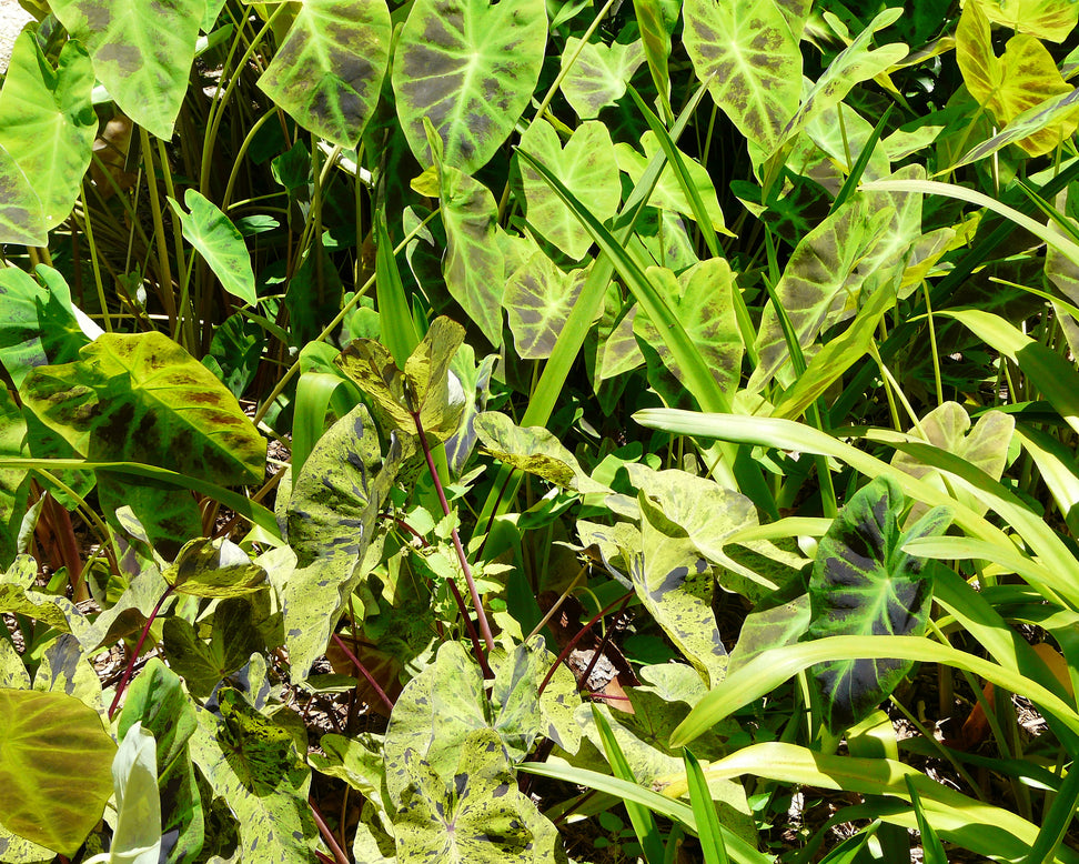 Colocasia 'Mojito'