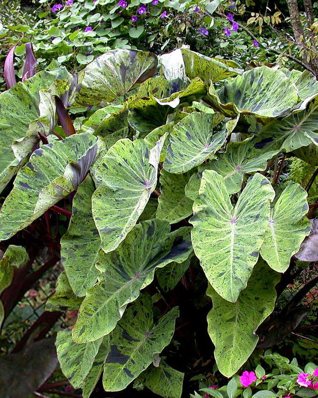 Colocasia 'Mojito'
